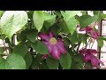 Clematis Hybrids 101: How to Care For and Train Clematis Hybrids by The Gardening Tutor-Mary Frost