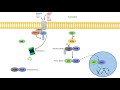 Non-Canonical NF-kB Signaling Pathway | Mechanism and Function