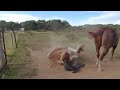 4-day Currango High Plains Horse Ride