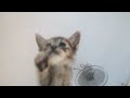 CUTE KITTEN JELLY BEAN PAWS!!!! 😻❤️❤️❤️ | CAT