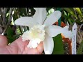 Orchids in my backyard and haul from Krull Smith & Orchids in Bloom