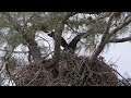 Golden Eagle Fledge Flying Practice