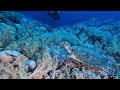 Red Sea Scuba Diving in 4K (Egypt, Nov 2022)