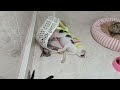 You Laugh You Lose😹🐕Funniest Dogs and Cats 2077🤣😍