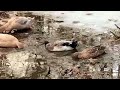 Dabbling Dutch Hookbill and Saxony Ducks