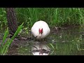 Birds In The Rain 🕊️ Stop Overthinking, Calming Music, Sleep Music With The Sounds Of Birds And Rain