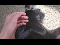 Black cat gets a belly rub!