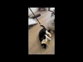 Tuxedo Mask Cat Tests Ultimate Cat Toy (2024)