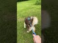 Highlight 14:14 - 19:14 from Walking With Moose The Alaskan Malamute Puppy 🐶🐺🌞#husky #alaskanmalamut