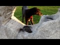 Great Dane Bowie Enjoys The Public Park (funny ♥)