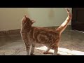 Hungry street kitten Theory: Behind the Scenes | Cats world Shabeen khan