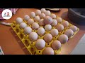 دجاج الاسترالوب ملك البيض بدون منازع شاهد عملية جمع بيض الاسترالوب للهم بارك وزد في ذلك