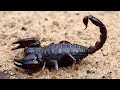 Scorpion Farming Business | Truth Behind Scorpion Farming | Venemous Scorpions of Pakistan | Bichu