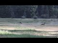 Dog chasing elk herd in Telluride, Colorado