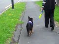 Balto, learning to walk on lead