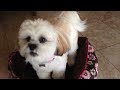 Laci learns a new command - training - shih tzu - puppy
