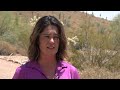 Apache Junction working to address invasive species to help reduce wildfires