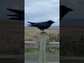Raven or crow?