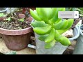 Fast Growing Succulent in My Garden ||• Lowland Succulents #lowlandsucculent #龍舌蘭 #succulentas