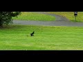 rat vs crow