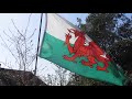 Welsh flag in action