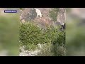 Rare mountain goat sighting on Mount Hood