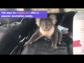 Koala Leaps Into Car. Scares Man And His Dog | Animalkind