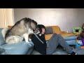 Husky V Baby Reaction to Dad Crying Prank!!.. [CUTEST THING EVER]