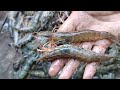 ONLY IN KALIMANTAN! !️ CAN CATCH SHRIMP AS MUCH AS YOU WANT.. FREE!!!