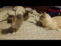 5 week old kitten vs daddy cat