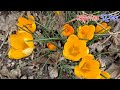 3월 야생화, 크로커스~ 초봄의 전령사 Spring Crocus!