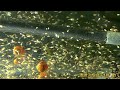 鬥魚繁殖紀錄-澳洲火焰白子18日齡