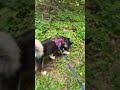 Highlight 14:58 - 19:58 from Walking With Raven The Alaskan Malamute Puppy 🐶 🌞🐺#husky #alaskanmalamu