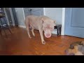 15 American Bully Dogs In My House: #vlog #vlogger #vlogging #vlogs #dog #puppy #xlamericanbully
