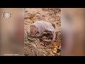 Pink Fairy Armadillo 🌟 Tiny Armored Creature! | 1 Minute Animals