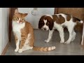 Introducing Our Cat To A NEW Springer Spaniel PUPPY! Marlin the Cat raised by dogs - raises a dog :)