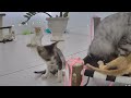 So Funny! Funniest Cats and Dogs 2024 😂🤣 Funny Cats Moments 😅