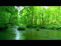 Deep Forest Green Stream. Nature Sounds, Flowing Water. Sounds of River and Forest Birds Singing.