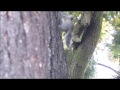 Squirrel nesting