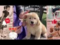 Funny video 🥰cats and dogs 🐶 || 🤣 Try Not To Laugh Pets || animals s39