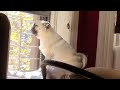 pug sees mommy outside