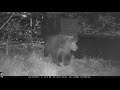 Kodiak Brown Bear vs bear proof dumpster