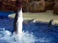 dolphin walking on water