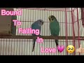 Bound to falling in love💗||ft.my birds🤩