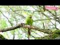 Ringneck parrot 🦜 ll Birds ll Richmond Park ll Beautiful Earth 4K 🌍