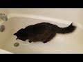 Tuxedo Cat Jumps Into The Bathtub