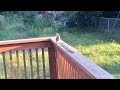 Mr. Squirrel is getting used to me 8/3/24