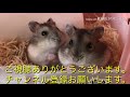 ハラビロカマキリからハリガネムシは出てくるのか？