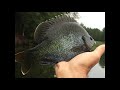 Some Sweet Bass and Bream Fishing!