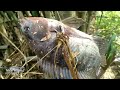 PASER MANIA Tarikan Ikan Babon di Spot Liar Bawa Rumpun Bambu